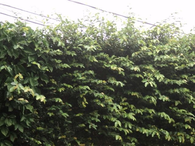foto 17